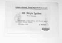 Radulidium epichloes image